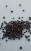 Amaranth - Green Giant, Terere, Mchicha, - Seeds good for salads - Image 4