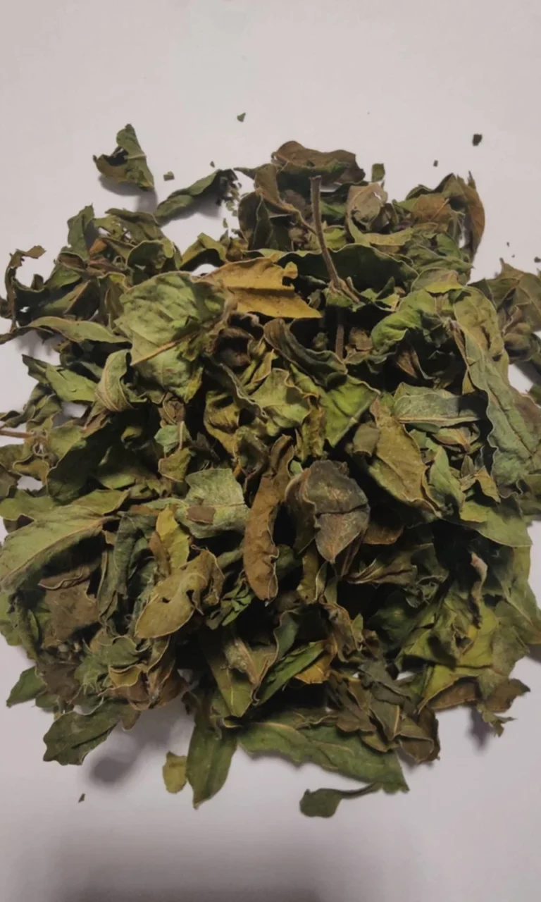 Senna Leaf/Leaves Sana Makki Leaf 50gms Organic Dried Pure Senna Leaf free P&P
