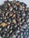 Black Kaunch Seed, Mucuna Pruriens Indian Velvet Bean Konch Beej - Image 2
