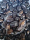Black Kaunch Seed, Mucuna Pruriens Indian Velvet Bean Konch Beej - Image 3