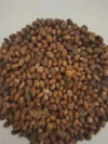 Jamalgota Jamal ghota, Purelyagro, , Jamal Ghota, Croton Tiglium seeds - Image 3