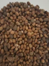 Miracle Ghana Seeds, Purelyagro Jamalgota , Jamal Ghota, Croton Tiglium - Image 4