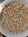 Jamalgota Jamal ghota, Purelyagro, , Jamal Ghota, Croton Tiglium seeds - Image 2