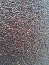 Amaranth - Green Giant, Terere, Mchicha, - Seeds good for salads - Image 3