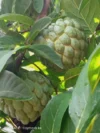 Custard Sugar Apple (15) Seeds Seetaphal, Super Fruit Tree Plant Healthy Skin - Image 5