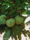 Custard Sugar Apple (15) Seeds Seetaphal, Super Fruit Tree Plant Healthy Skin - Image 3