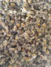 Chamomile, Camomile, 25 gms Dried Flower Herbal Loose Leaf Tea - Image 3