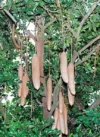 Kigelia Africana Powder Djanta/Pandoro/Kigeria Pinnata/African Sausage UK - Image 4